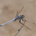 Kleiner Blaupfeil (Orthetrum coerulescens)